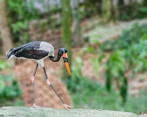 A Saddle Billed Stork
