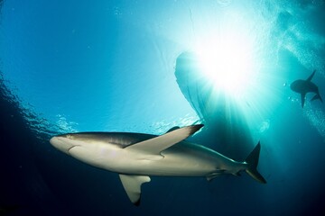 Fototapeta premium Silky shark in the blue sea with a boat in the back ground