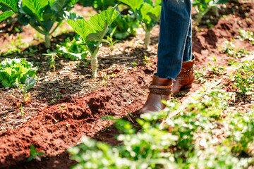Close-Up of Farmer Walking in a Vegetable Garden