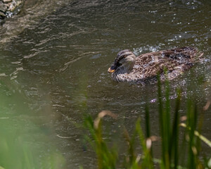 A Spot billed duck