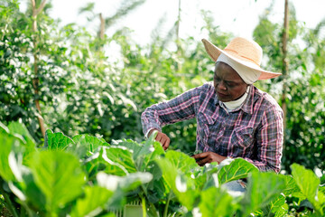 Female Farmer Harvesting Crops in Sunny Rural Farm Setting