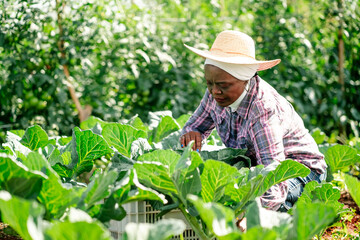 Female Farmer Harvesting Green Vegetables in a Sunny Farm Field