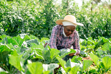 Female Farmer Harvesting Organic Vegetables in Sunny Garden