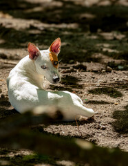 Obraz premium chien blanc et roux 