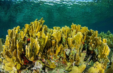 Colony of fire coral in the reef crest