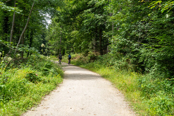 walk in the forest