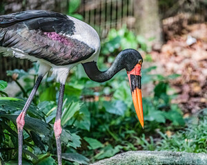 A Saddle Billed Stork