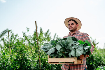 Latino Farmer Holding Fresh Cabbage in Brazilian Farm