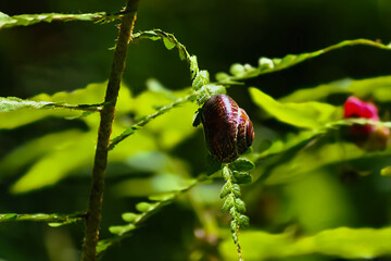 Snail attached to fern leaf in summer forest
