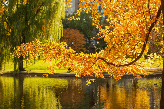 Fototapeta Reflection of fall foliage in the pond of Boston Common, Massachusetts, USA