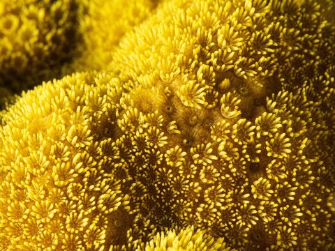 Details of the finger coral polips