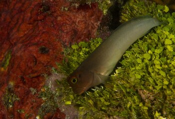 Red lip blenny resting on algae bottom