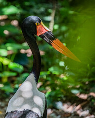 A Saddle Billed Stork