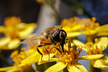 macro, fotografia de insectos
