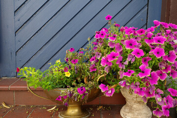 Bright pink overflowing petunias and a few yellow flowers fill two pots, one bronze-colored and one white ceramic, placed against a diagonally paneled blue wall.