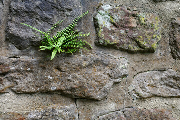 A small fern grows from the crevice of an old stone wall demonstrating nature's adaptability. The wall is made of irregularly shaped stones with patches of moss.