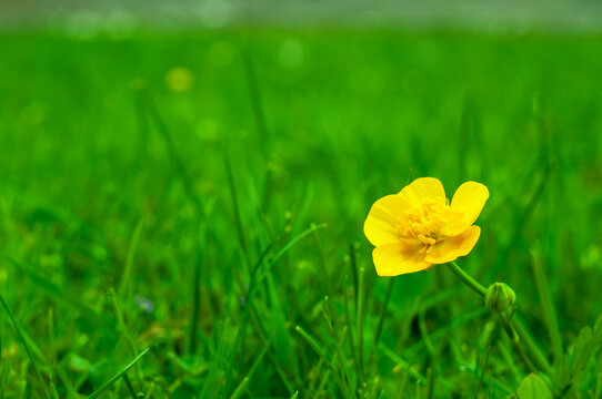 A single yellow buttercup in a lush green meadow. The delicate petals contrast beautifully with the vibrant background, creating a peaceful nature scene..