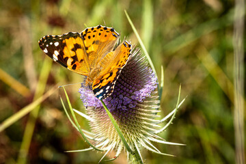 Ein Distelfalter (Vanessa cardui) auf der Blüte einer Wilden Karde (Dipsacus sylvestris)