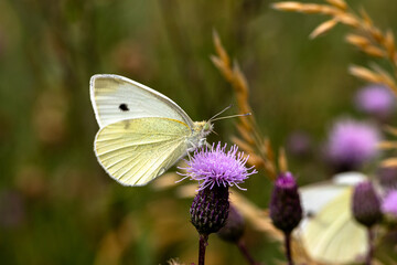 Kleiner Kohlweißling (Pieris rapae) auf der Blüte einer Rispenflockenblume