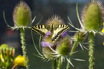 ein Schwalbenschwanz (Papilio machaon) mit einem fehlenden Hinterflügel auf der Blüte der Wilden Karde (Dipsacus sylvestris)