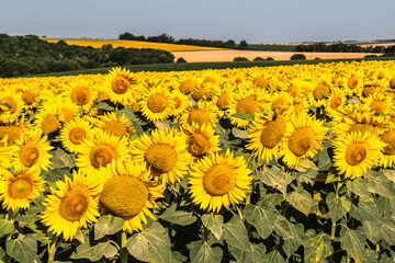 Sea of golden yellow sunflowers