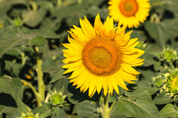 Close up of golden yellow sunflowers