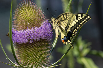 ein Schwalbenschwanz (Papilio machaon) mit einem fehlenden Hinterflügel auf der Blüte der Wilden Karde (Dipsacus sylvestris)