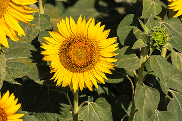 Close up of golden yellow sunflowers