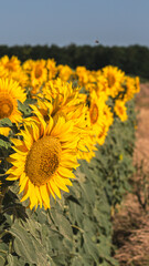 Sea of golden yellow sunflowers