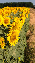 Sea of golden yellow sunflowers