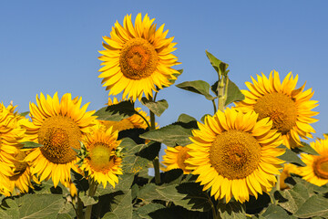 Close up of golden yellow sunflowers