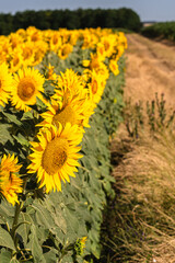 Sea of golden yellow sunflowers