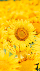 Sea of golden yellow sunflowers