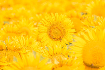 Sea of golden yellow sunflowers