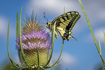 ein Schwalbenschwanz (Papilio machaon) mit einem fehlenden Hinterflügel auf der Blüte der Wilden Karde (Dipsacus sylvestris)
