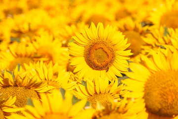 Sea of golden yellow sunflowers
