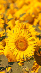 Sea of golden yellow sunflowers