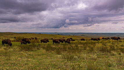 Tierwelten und Landschaften im Roosevelt Nationalpark North Dakota