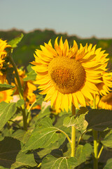 Close up of golden yellow sunflowers
