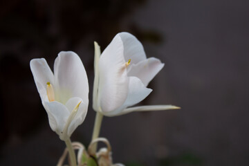 Fototapeta premium flor blanca1