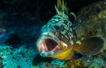 Dusky grouper, Ephinephelus marginatus, Kas Antalya Turkey