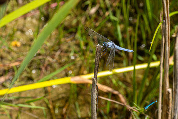  Ein Südlicher Blaupfeil (Orthetrum brunneum), eine Segellibelle, sitzt auf einem Schilfhalm