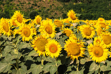 Close up of golden yellow sunflowers