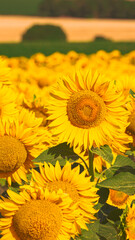 Sea of golden yellow sunflowers
