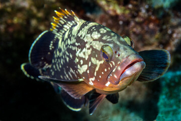 Dusky grouper, Ephinephelus marginatus, Kas Antalya Turkey