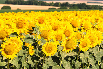 Sea of golden yellow sunflowers