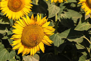 Close up of golden yellow sunflowers