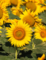 Close up of golden yellow sunflowers