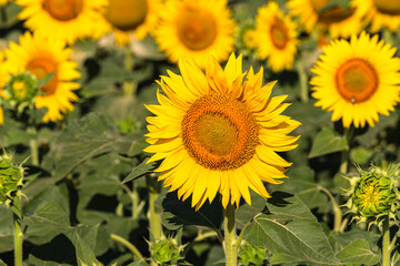Close up of golden yellow sunflowers