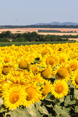 Sea of golden yellow sunflowers